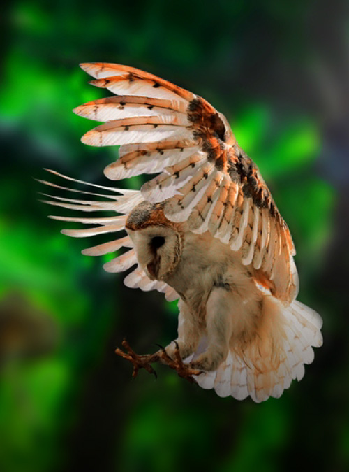 Barn Owls
